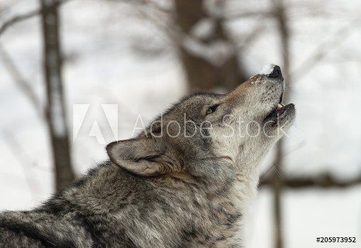 Bild på Timber Wolf also known as a Gray or Grey Wolf howling in the snow
